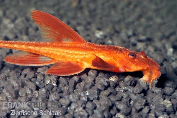 Roter Hexenwels - Rineloricaria spec.